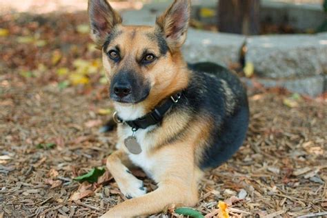 dachshund german shepherd chihuahua mix|chihuahua mixed with german shepherd.